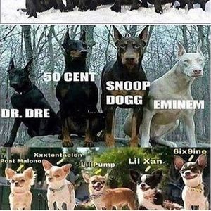 Meet your Posher, Roy